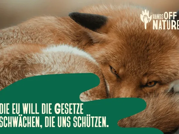 HandsOffNature-Bündnis: Kampagne gegen Deregulierung, im Hintergrund ruhender Fuchs, eine grafische Hand in dunkelgrün mit der Aufschrift "Die EU will Gesetze abschwächen, die uns schützen"